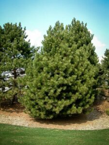 Сосна Чёрная (Pinus Nigra) купить по цене от 270.00р. в интернет-магазине «Посадика» с доставкой почтой в в Невельске и по всей России – [изображение №1].