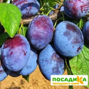 Слива Чачакская ранняя купить по цене от 229.00р. в интернет-магазине «Посадика» с доставкой почтой в в Невельске и по всей России – [изображение №1].