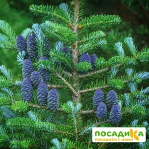 Пихта корейская (Abies koreana) купить по цене от 450.00р. в интернет-магазине «Посадика» с доставкой почтой в в Невельске и по всей России – [изображение №1].