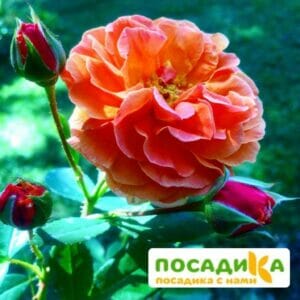 Роза Арабия купить по цене от 350.00р. в интернет-магазине «Посадика» с доставкой почтой в в Невельске и по всей России – [изображение №1].