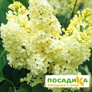 Сирень Примроуз (Primrose) купить по цене от 529.00р. в интернет-магазине «Посадика» с доставкой почтой в в Невельске и по всей России – [изображение №1].