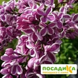 Сирень Сенсация купить по цене от 529.00р. в интернет-магазине «Посадика» с доставкой почтой в в Невельске и по всей России – [изображение №1].