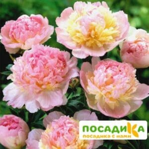 Пион Распберри Сандей (Paeonia Raspberry Sundae) купить по цене от 959р. в интернет-магазине «Посадика» с доставкой почтой в в Невельске и по всей России – [изображение №1].