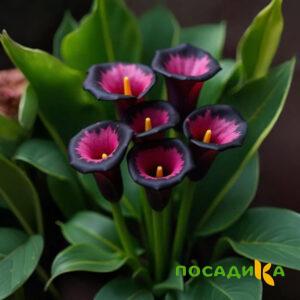 Калла Аура Лейс купить по цене от 400р. в интернет-магазине «Посадика» с доставкой почтой в в Невельске и по всей России – [изображение №1].