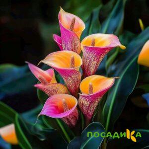 Калла Оникс купить по цене от 450р. в интернет-магазине «Посадика» с доставкой почтой в в Невельске и по всей России – [изображение №1].