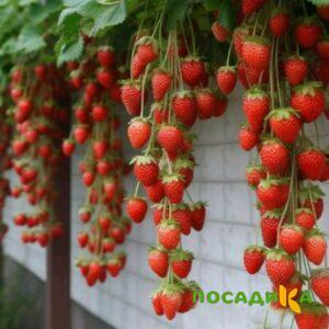 Клубника вьющаяся Комплимент купить по цене от 470р. в интернет-магазине «Посадика» с доставкой почтой в в Невельске и по всей России – [изображение №1].