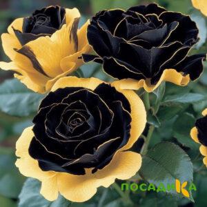 Роза Ханни Сикл купить по цене от 700р. в интернет-магазине «Посадика» с доставкой почтой в в Невельске и по всей России – [изображение №1].