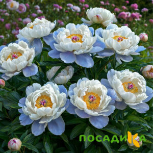 Пион акварельный Этюд купить по цене от 806р. в интернет-магазине «Посадика» с доставкой почтой в в Невельске и по всей России – [изображение №1].