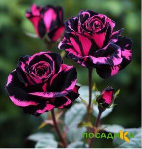 Роза Багровый Шепот купить по цене от 366р. в интернет-магазине «Посадика» с доставкой почтой в в Невельске и по всей России – [изображение №1].