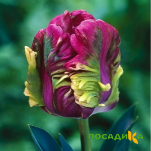 Тюльпан Экзотик Хэвен купить по цене от 186р. в интернет-магазине «Посадика» с доставкой почтой в в Невельске и по всей России – [изображение №1].